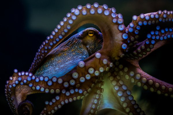 Кракен сайт ссылка kraken dark link